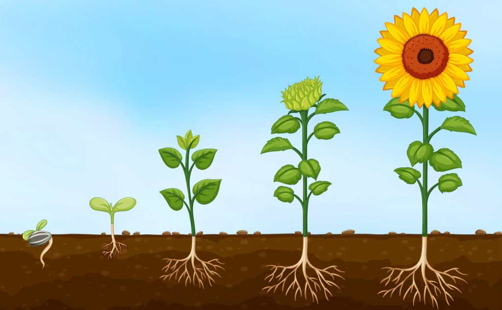 Diagram of plant growth stages